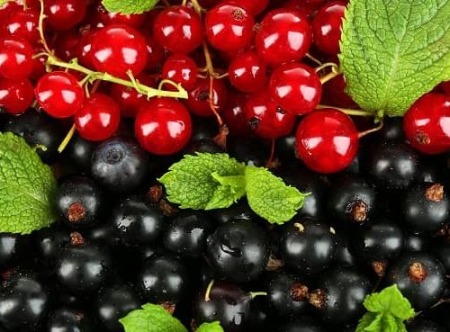 Vinul de coacăze [Interviu]